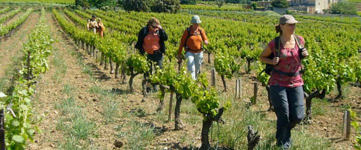 provence-wijnreis