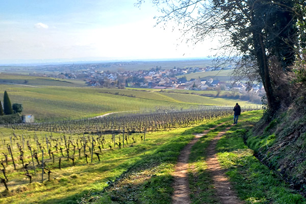 wijnwandelen Pfalz Duitsland